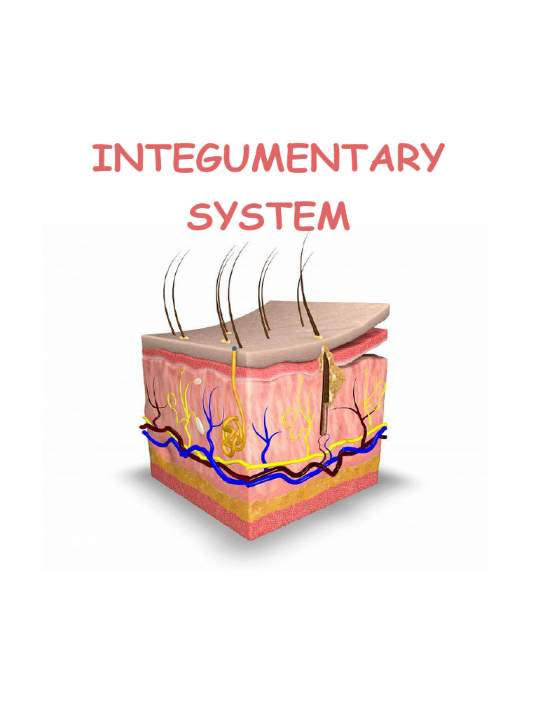 Integumentary System | PDF | Skin | Epidermis