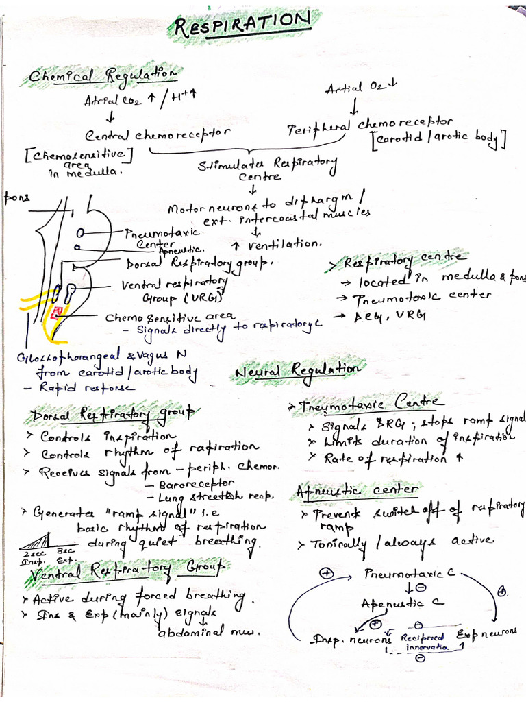 Physiology Short Notes | PDF