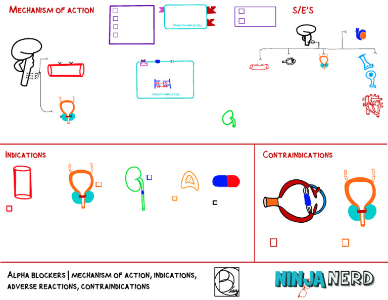 Alpha Blockers Mechanism of Action, Indications, Adverse Reactions ...