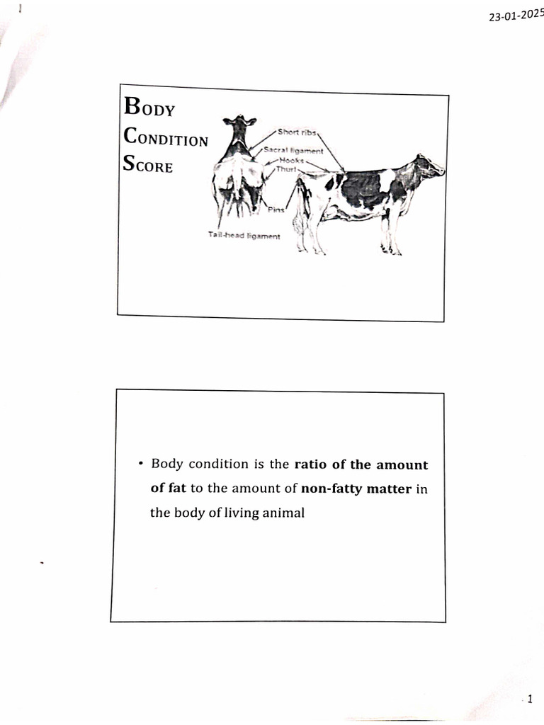 Bcs | PDF
