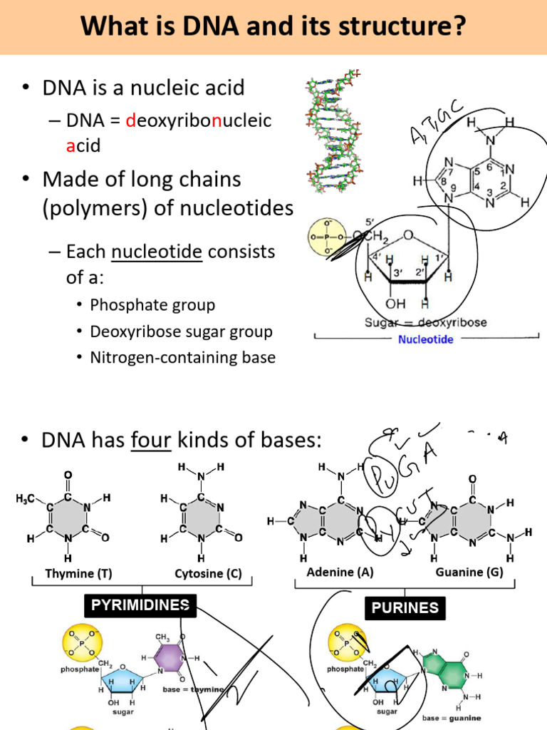 DNA Structure, Transcription and Translation | PDF | Rna | Translation ...