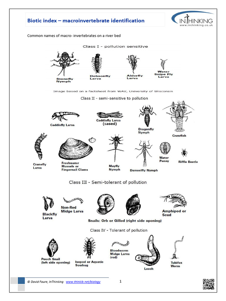 Macroinvertebrate Identification | PDF