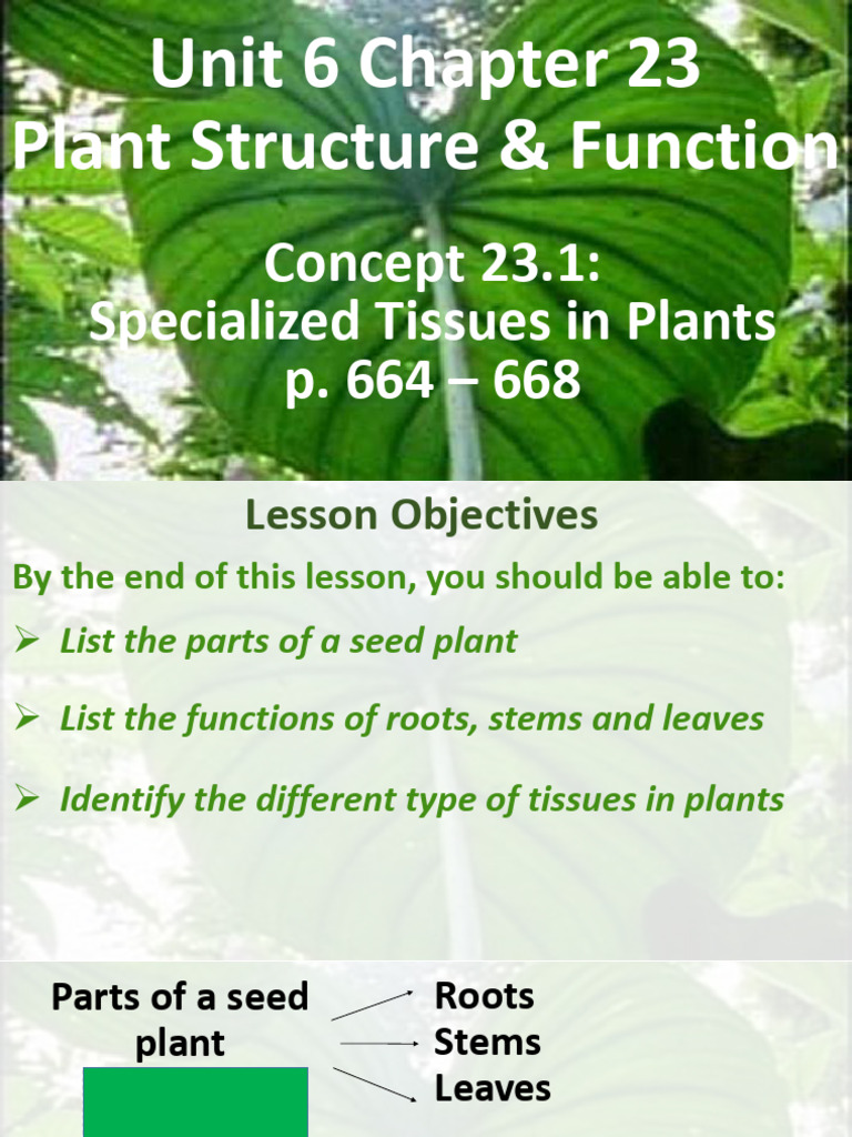 Ch23 C1 Specialized Tissues in Plants | PDF