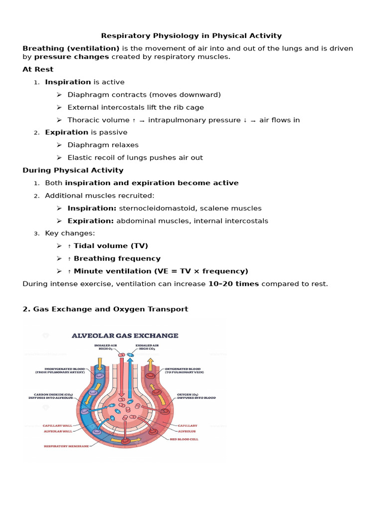 Respiratory Physiology in Physical Activity 2 | PDF | Respiratory ...