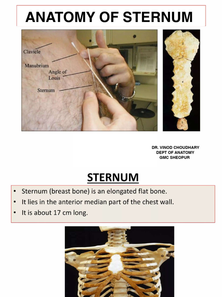 Sternum | PDF