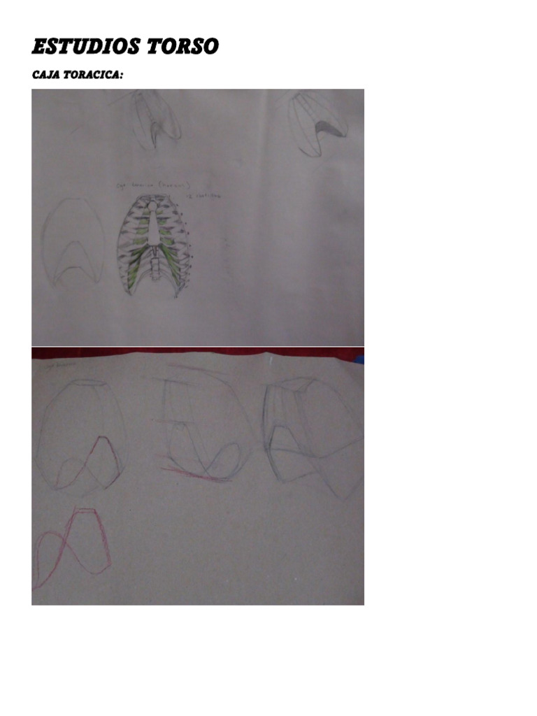 Estudios Torso | PDF