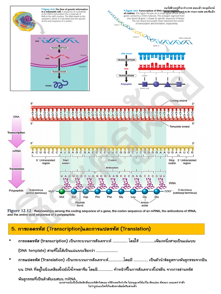 DNA 2 Transcription | PDF