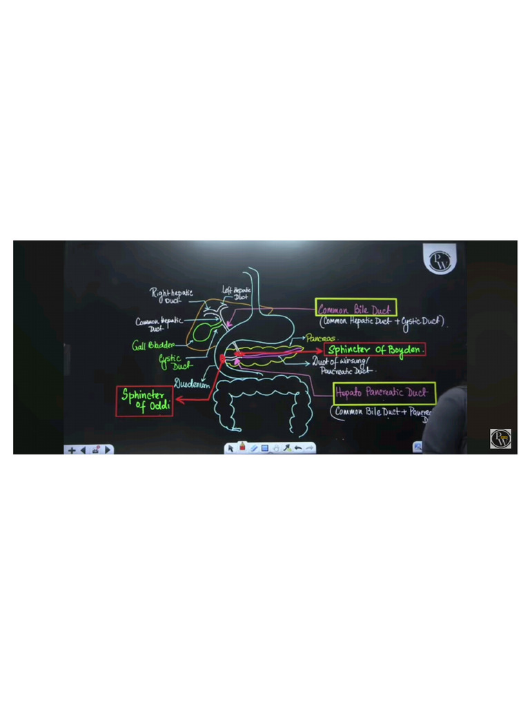 Class 11 Biology Digestive System | PDF