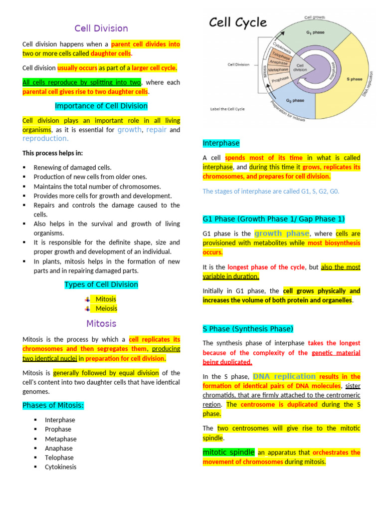 Biology Notes Last Lesson | PDF | Mitosis | Meiosis