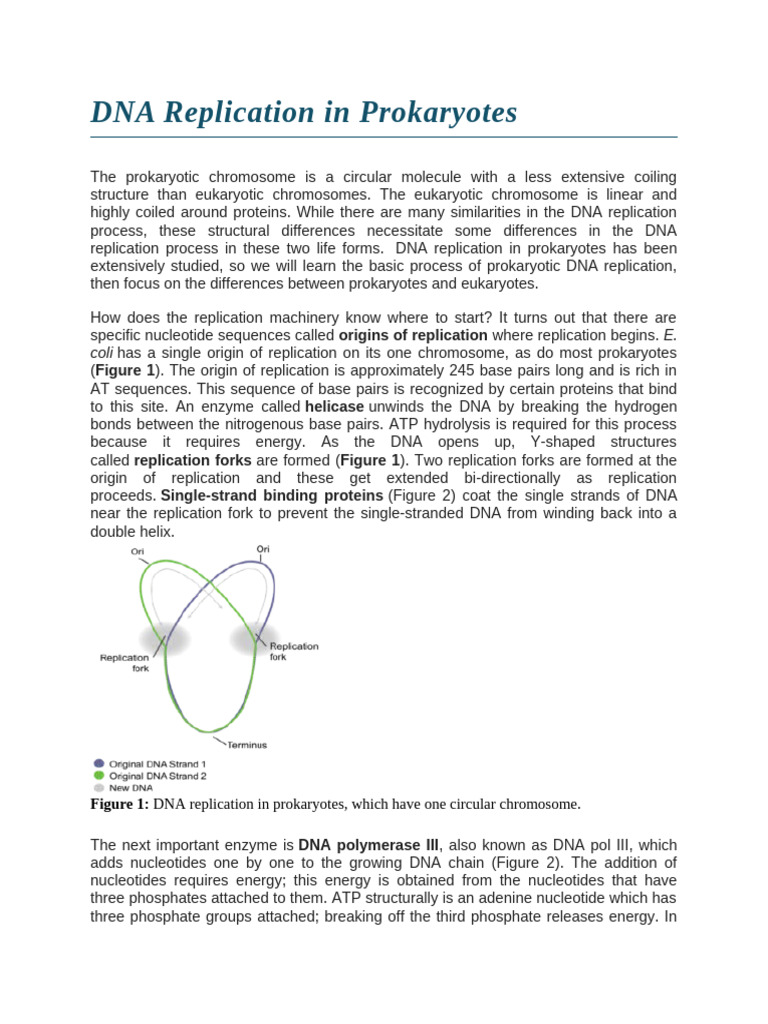 DNA Replication in Prokaryotes | PDF | Dna Replication | Dna