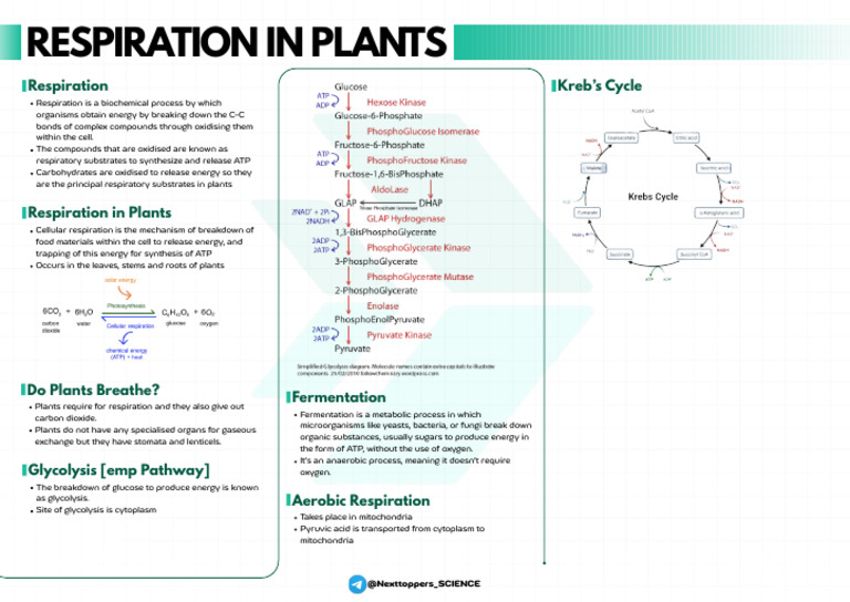 Respiration Kreb's Cycle | PDF