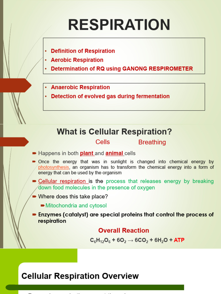 Lab 5 - Respiration - New | PDF | Cellular Respiration | Adenosine ...