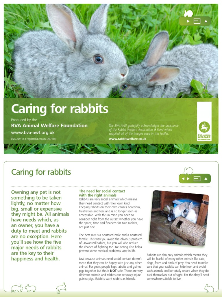 Rabbit Care Leaflet | Rabbit | Hay