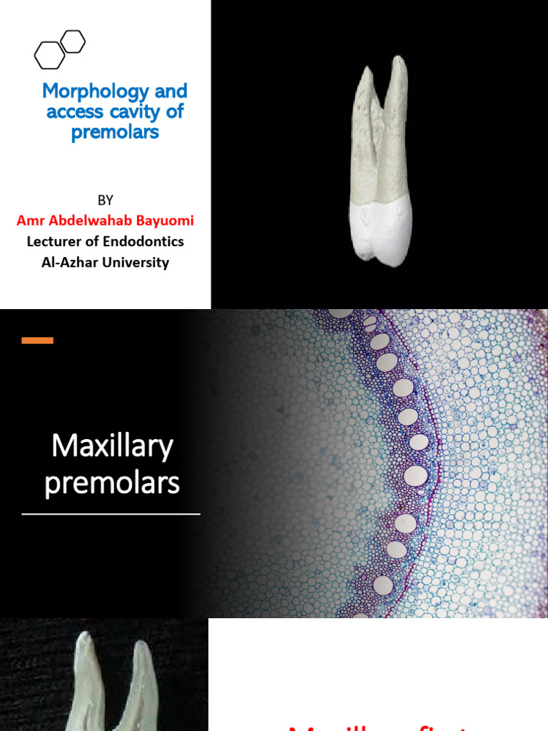 3-Morphology of Premolars | PDF | Dental Anatomy | Dentistry Branches