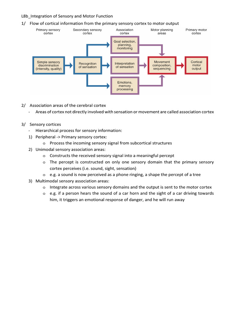 L8b - Integration of Sensory and Motor Function | PDF | Perception ...