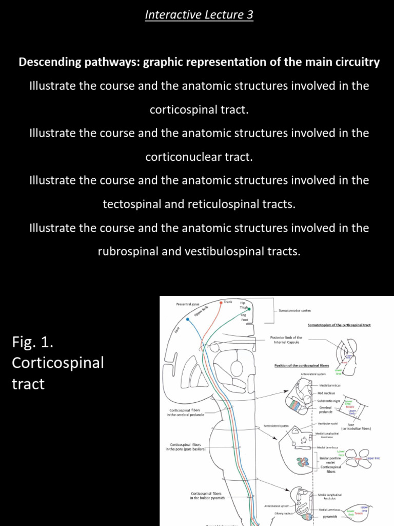 Lecture N 3-A - Es Descending Pathways | PDF