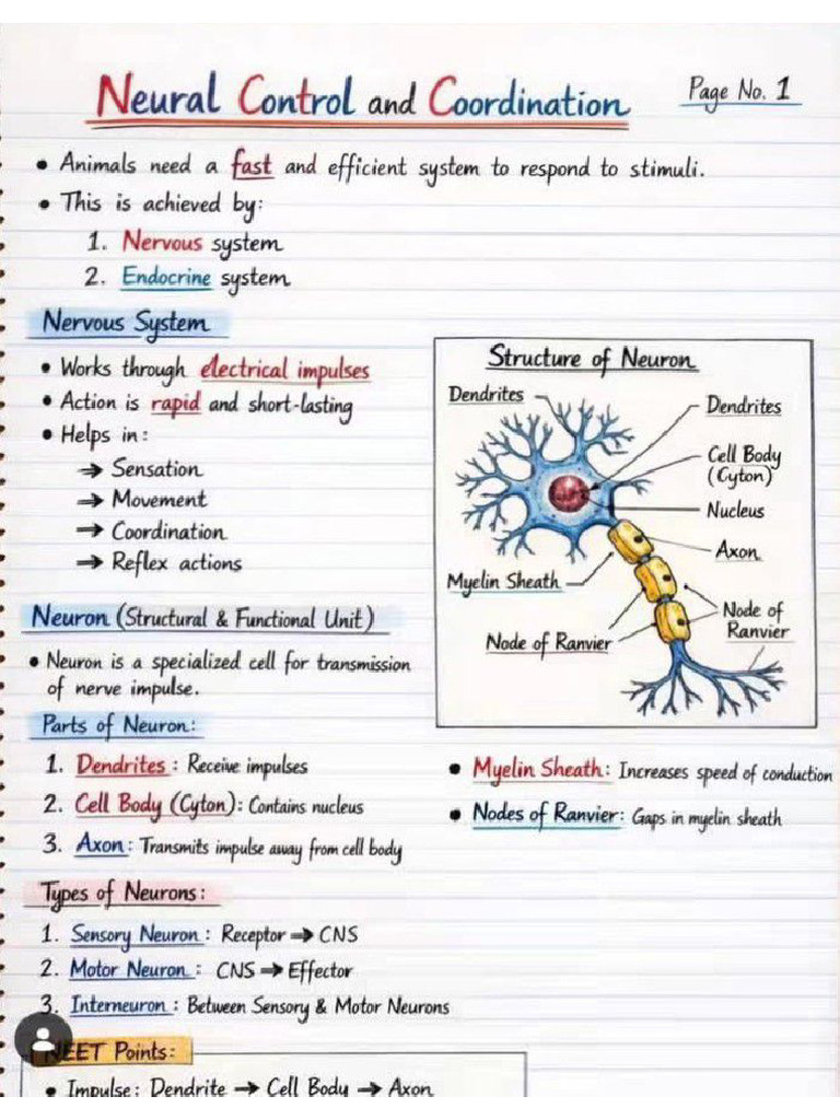 Neural Control and Coordination | PDF