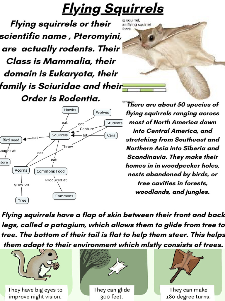 Flying Squirrels | PDF