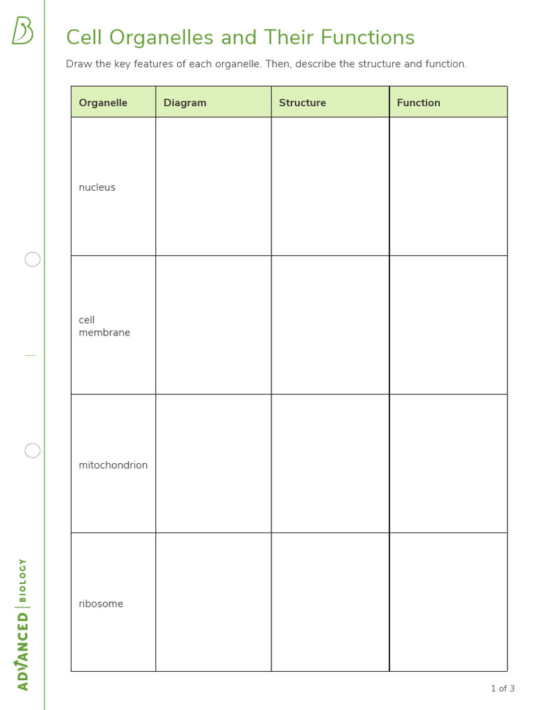 Cell Organelles and Their Functions Worksheet Without Diagrams | PDF