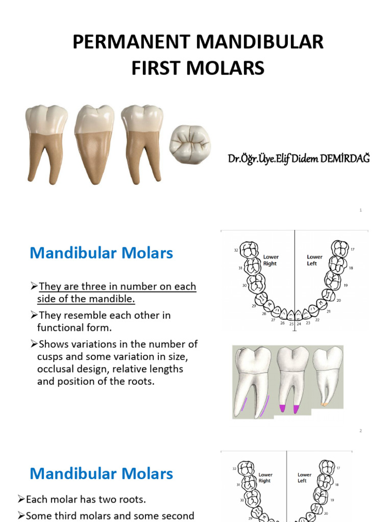 15 Permanent Mandibular First Molars | PDF | Dental Anatomy | Dentistry ...