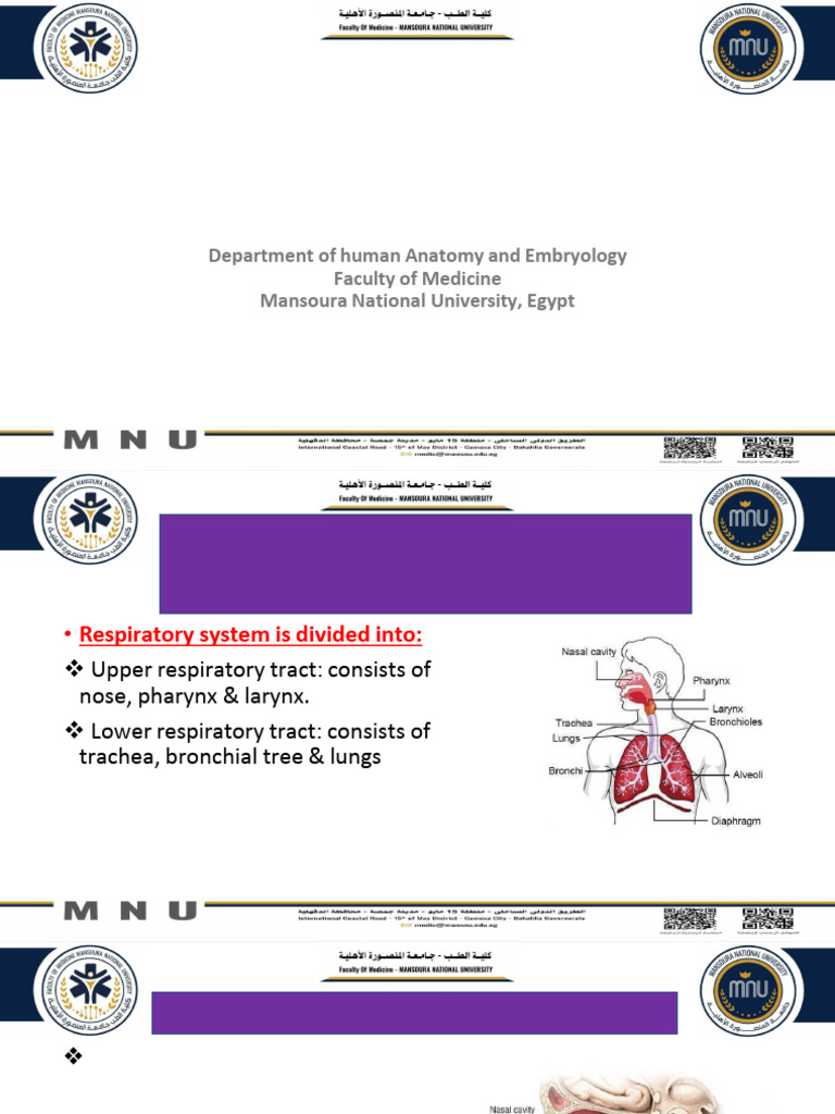 L9 Respiratory and Digestive System | PDF | Respiratory Tract ...