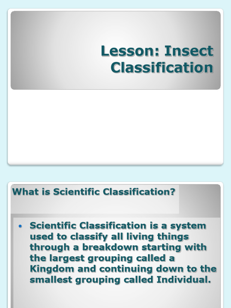 Insect Classification No Background 2.4 1 | PDF | Fly | Beetle