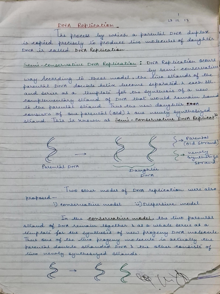 DNA Replication Notes | PDF