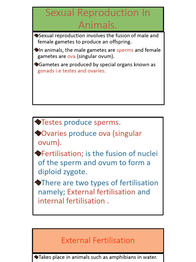 Sexual Reproduction in Humans | PDF | Menstrual Cycle | Fertilisation