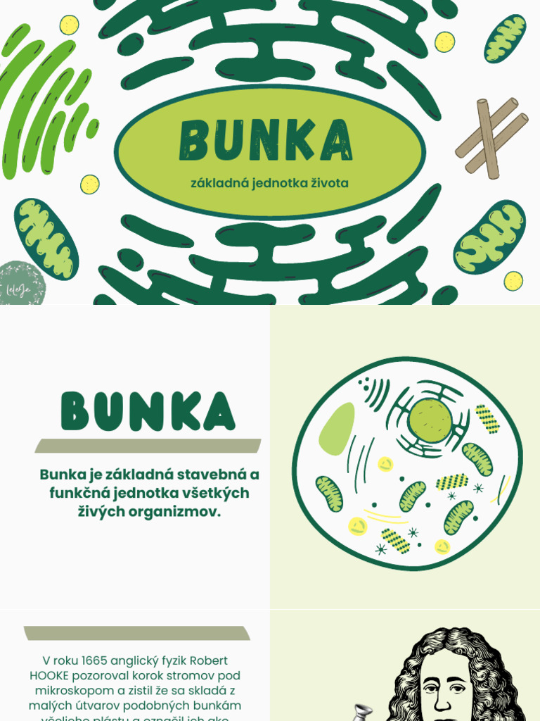 Bunka - Úvod | PDF