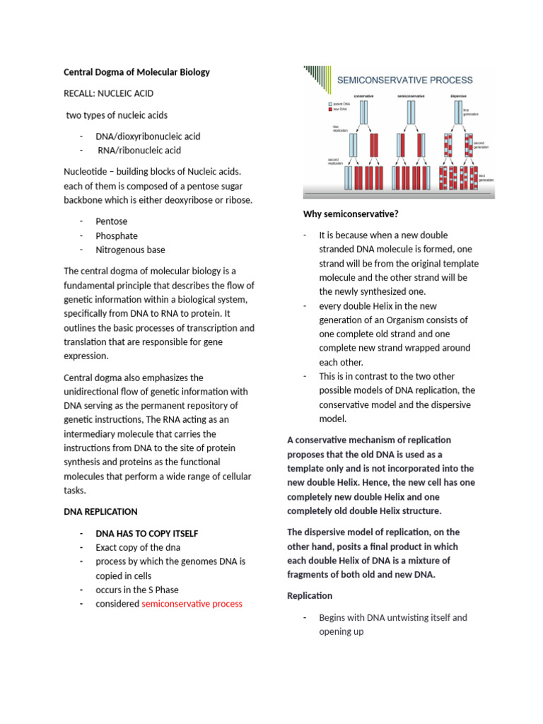 Central Dogma of Molecular Biology | PDF | Dna Replication | Primer ...