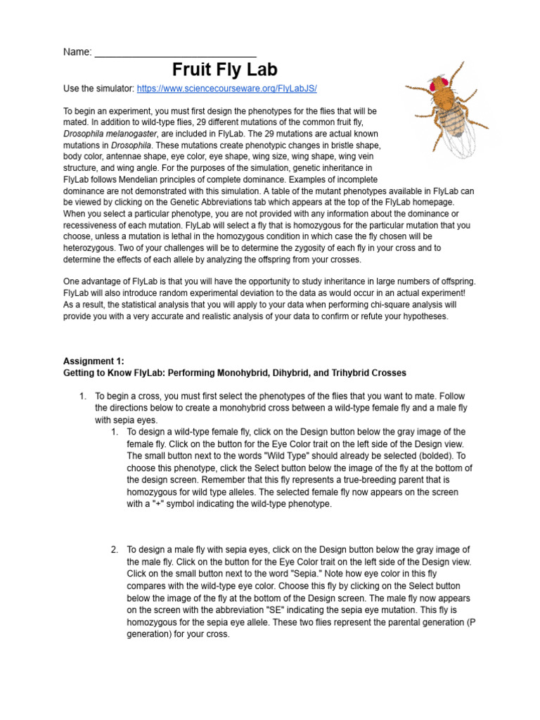Fruit Fly Lab | PDF | Genetic Linkage | Genotype