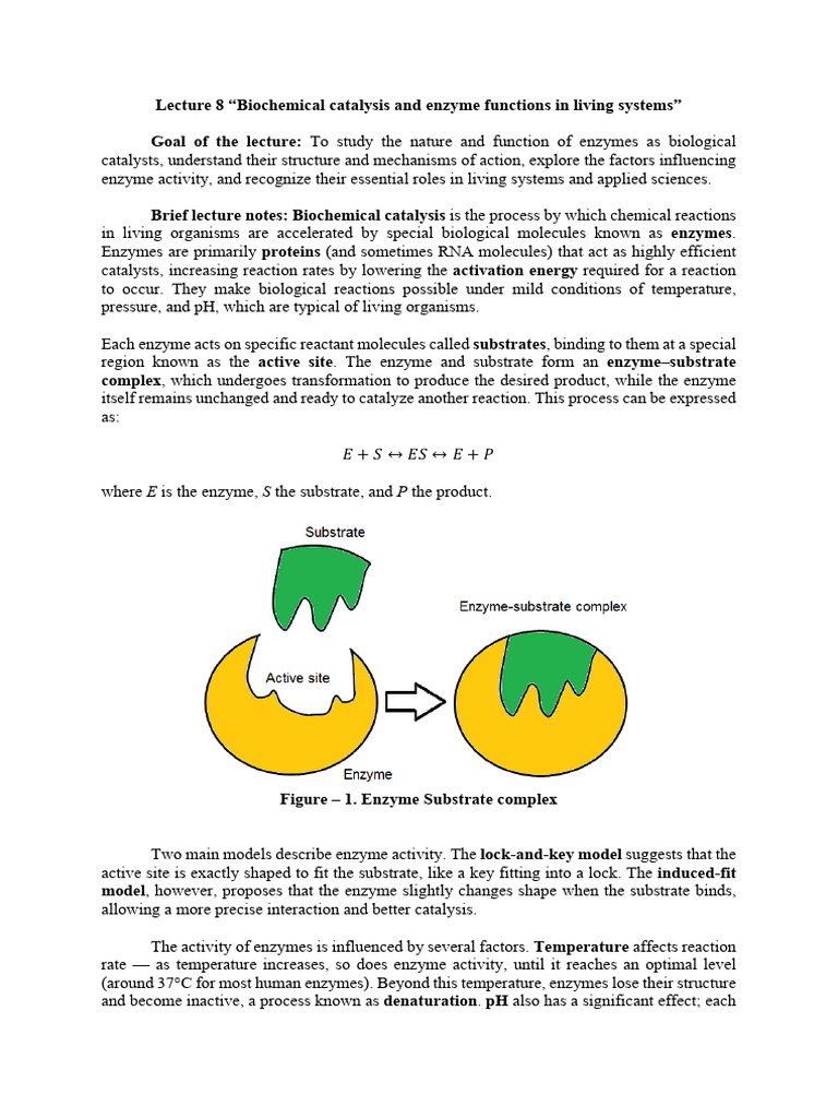 Lecture 8 | PDF | Enzyme | Catalysis