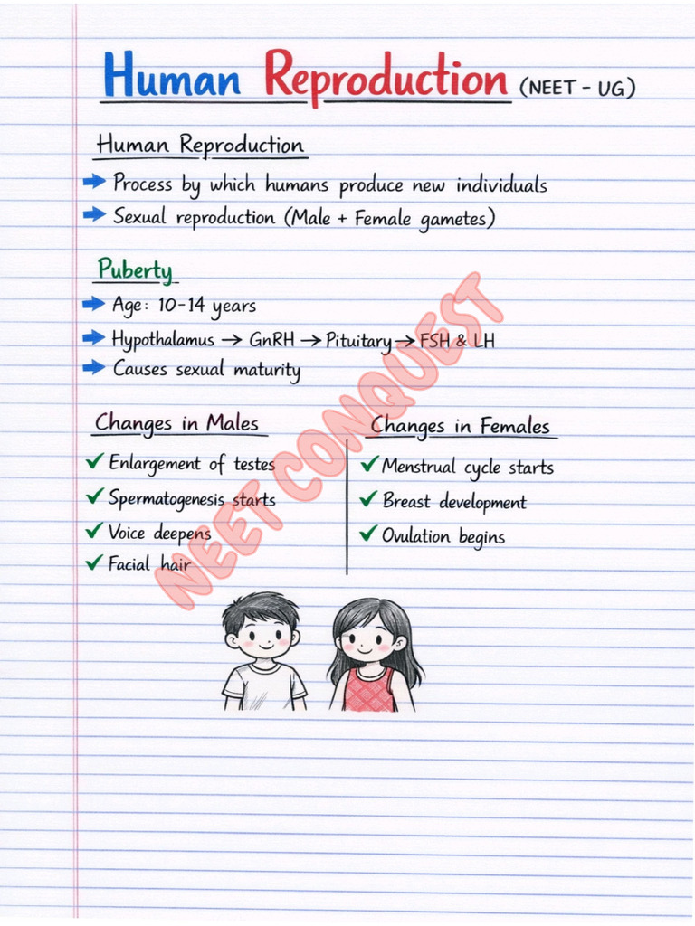 Human Reproduction NEET Handwritten Notes | PDF