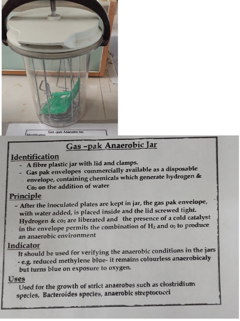 Microbiology Final Practical | PDF