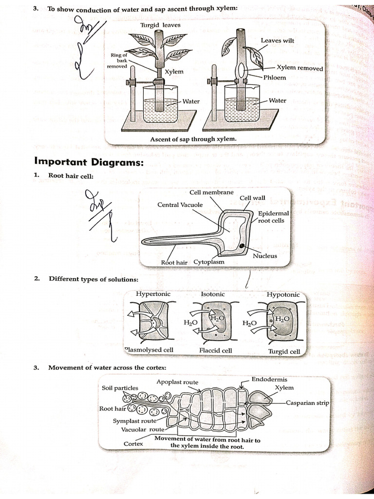 Bio Diagram Form Sample Paper | PDF