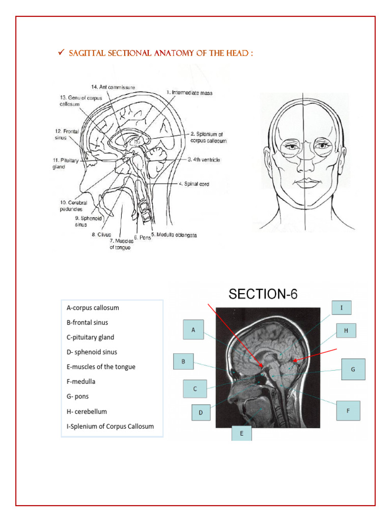 Exercise 5 | PDF | Pituitary Gland | Human Anatomy