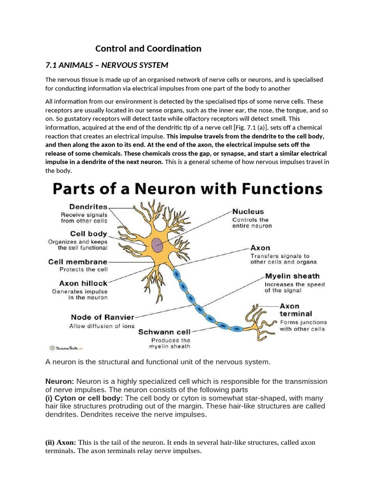 Control and Coordination | PDF | Adrenal Gland | Neuron