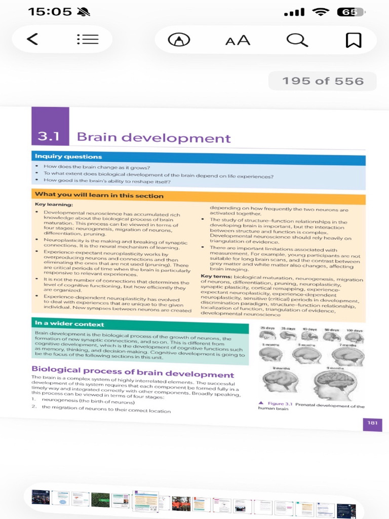 Brain Development Overvie | PDF