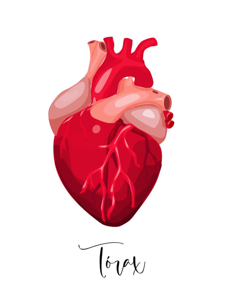 Torax | PDF