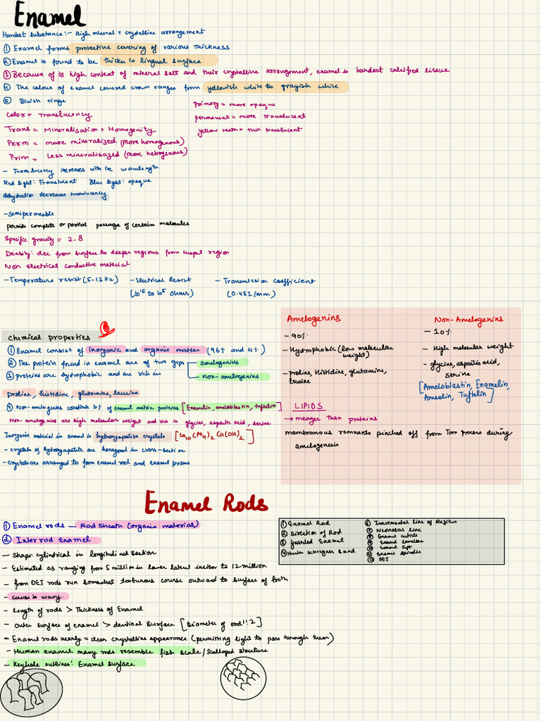 Enamel | PDF | Tooth Enamel | Tooth