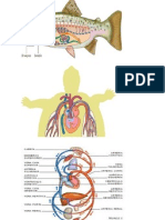 Sistema Circulatorio de Algunos Animales