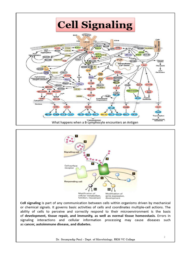 3 Sem CC6 U4 Cell Signalling -Dr. Soumyadip Paul - Converted | PDF ...