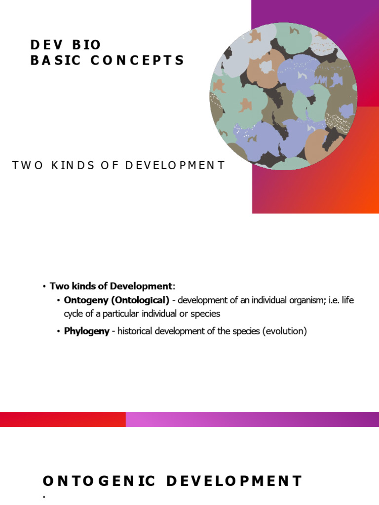 Ontogenic Development | PDF