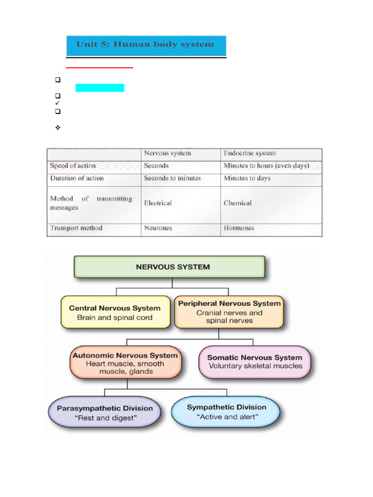 Bio G12 Unit 5 Human body system (1) | PDF | Chemical Synapse | Synapse