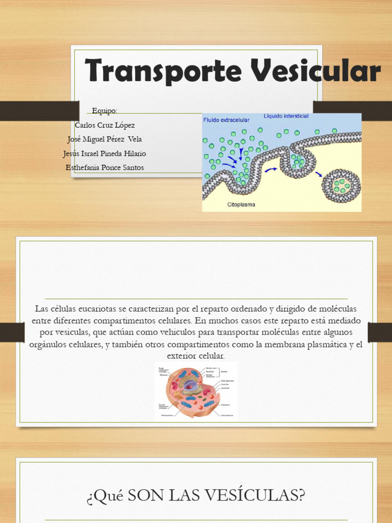 Transporte Vesicular | PDF | Membrana celular | Citoplasma
