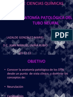 11-LGMariel-ANATOMÍA PATOLÓGICA DEL TUBO NEURAL-C