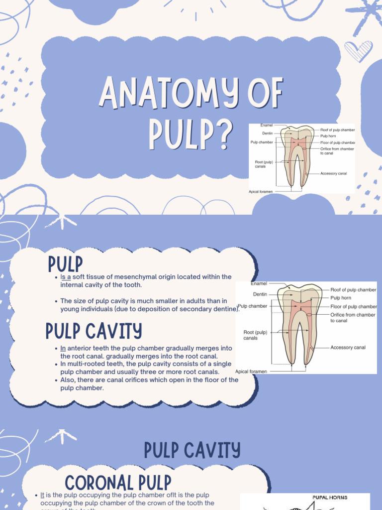 What Is The Pulp | PDF | Dental Anatomy | Anatomy