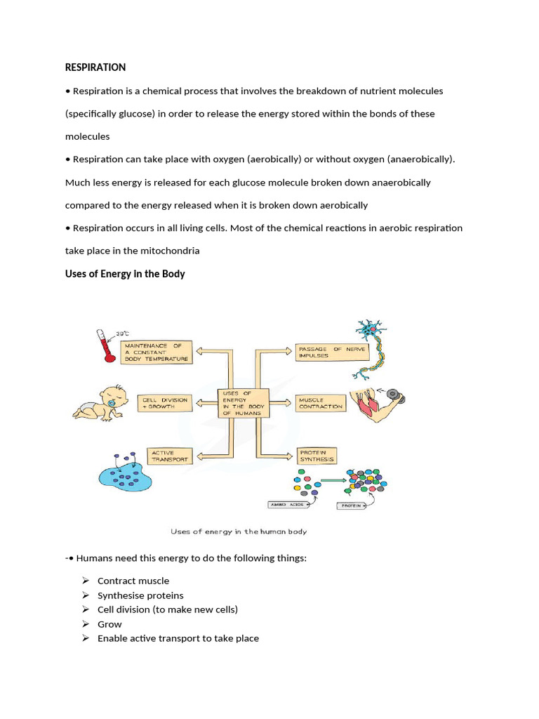 Respiration Notes | PDF | Cellular Respiration | Glucose