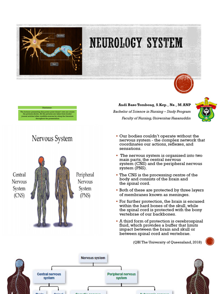 Neurology and Kidney - Urinary System | PDF | Neuron | Brainstem