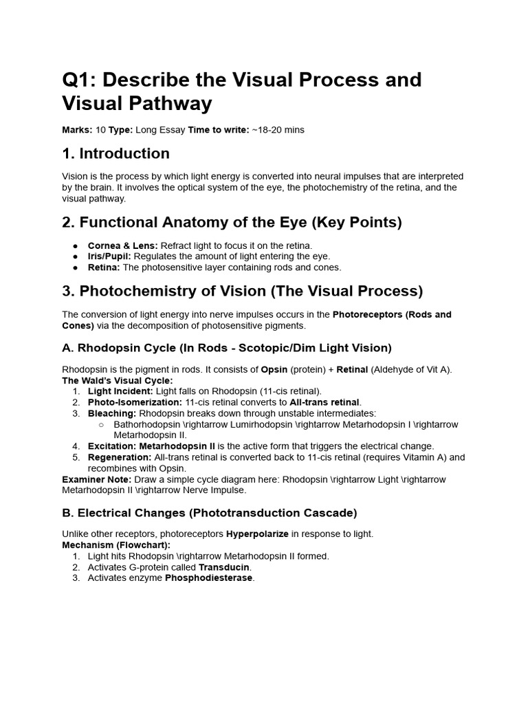 Q1 Answer - Visual Process | PDF | Retina | Visual System